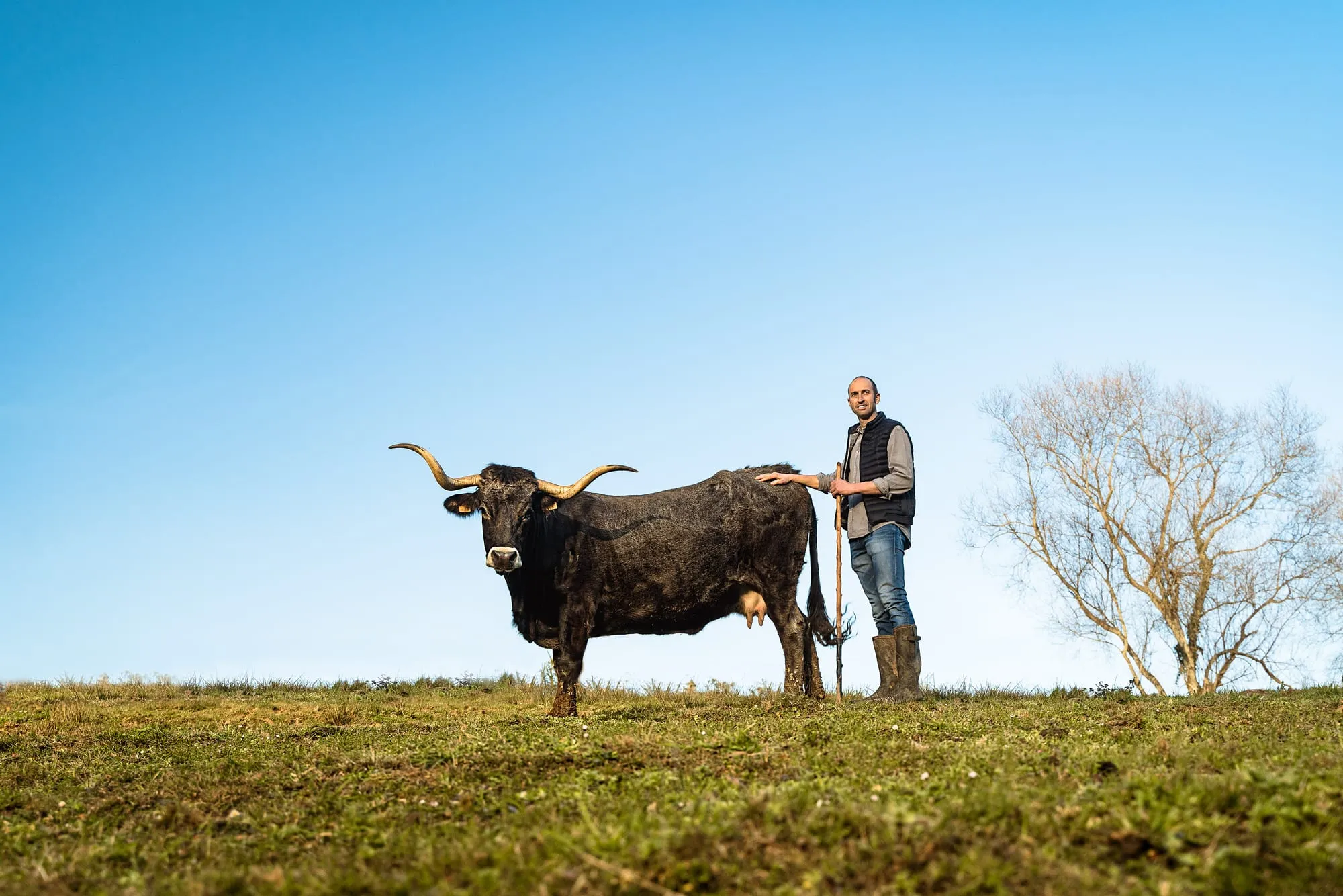 Manuel Quintana con la vara junto a una de sus vacas tudancas en un prado de Cantabria