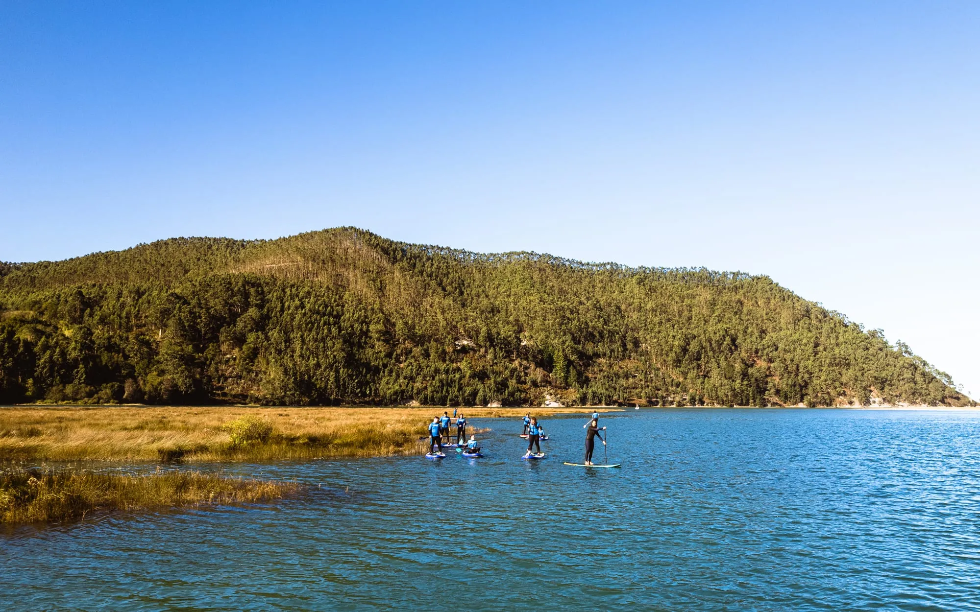 Cinco personas de pie sobre sus tablas de paddle surf cruzando la ría, con el monte de eucaliptos al fondo y la hierba de la marisma en primer plano