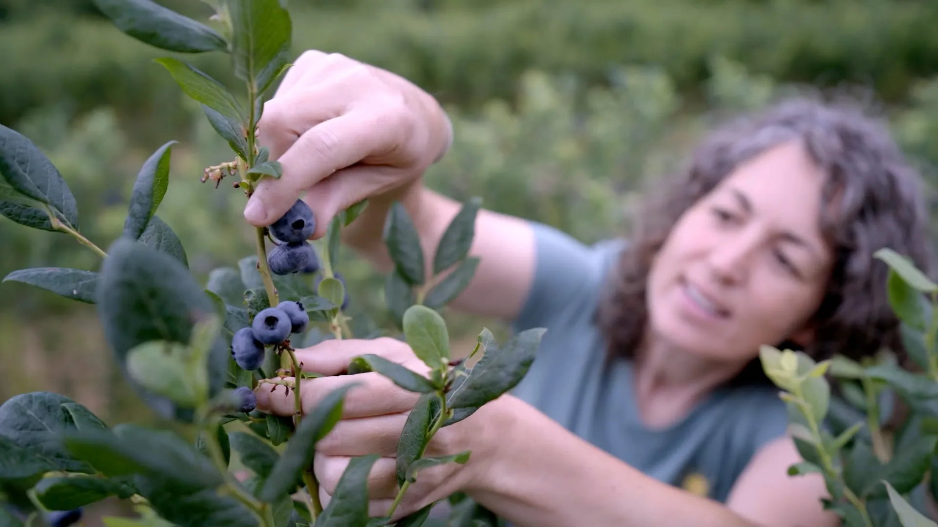 Una productora recoge arándanos maduros de la planta