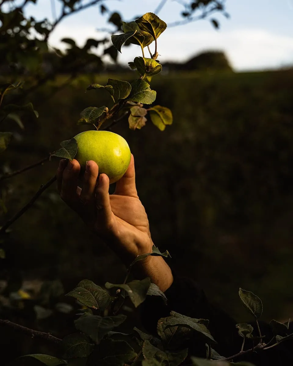 Mano sujetando una manzana verde todavía colgada de la rama del manzano