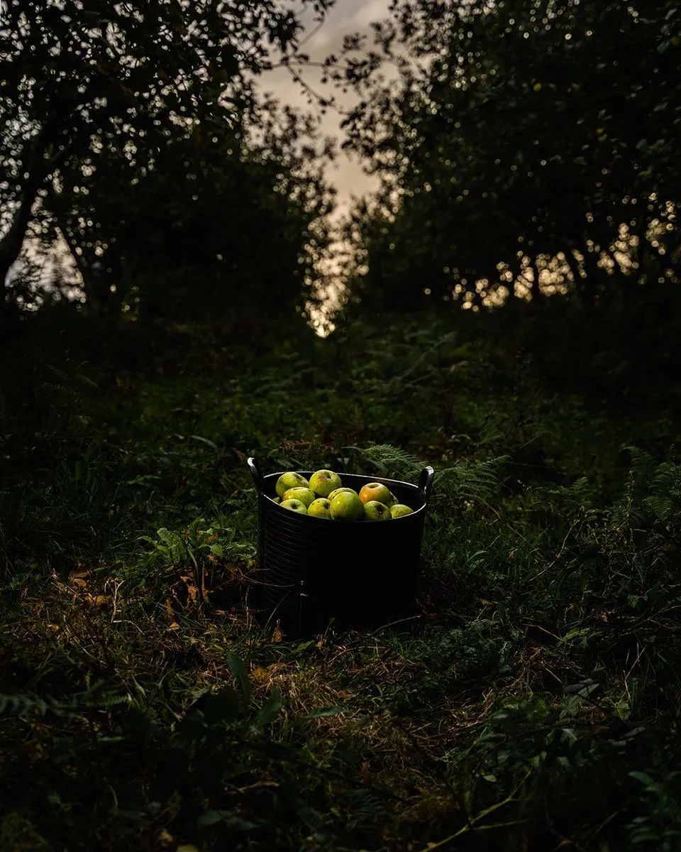 Cubo negro lleno de manzanas en medio del manzanal con la última luz del día