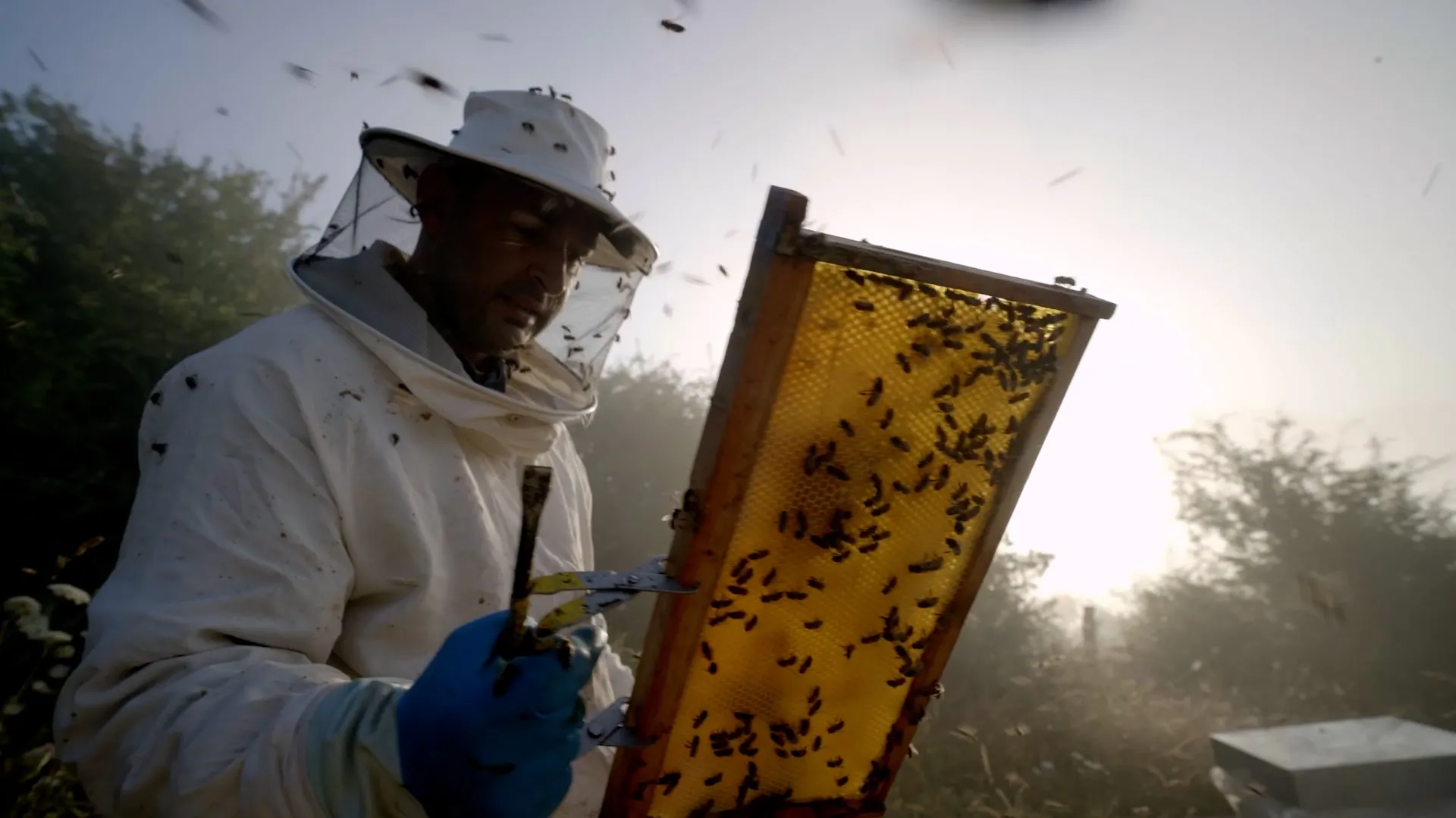 Un apicultor revisa un panal lleno de abejas al contraluz de la mañana