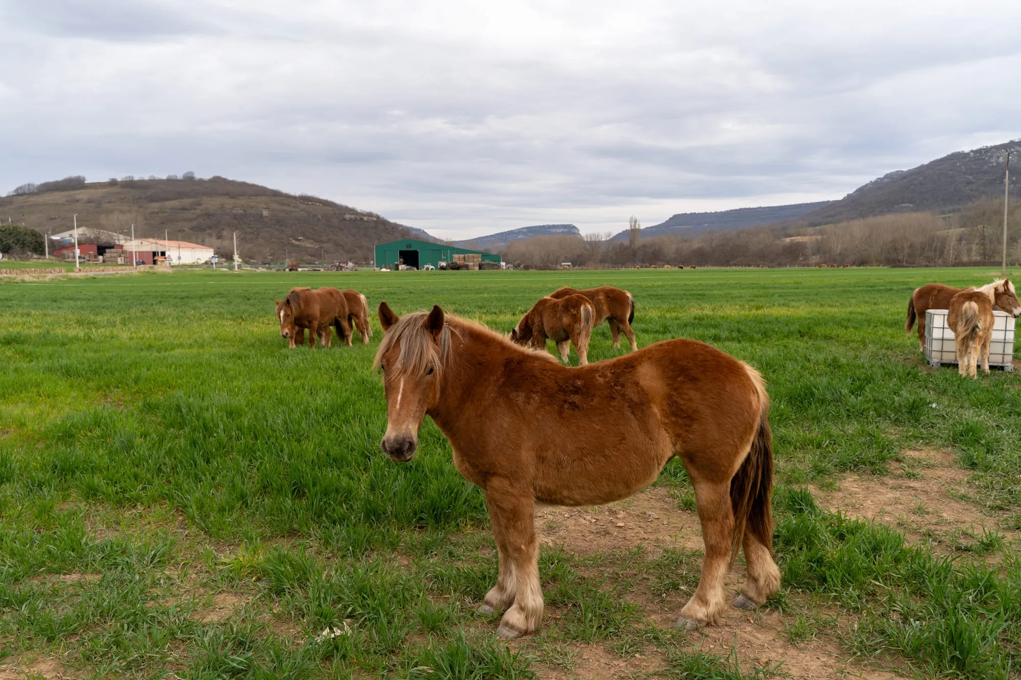 Caballos pastando en un prado de Ruerrero con las casas del pueblo y los montes al fondo