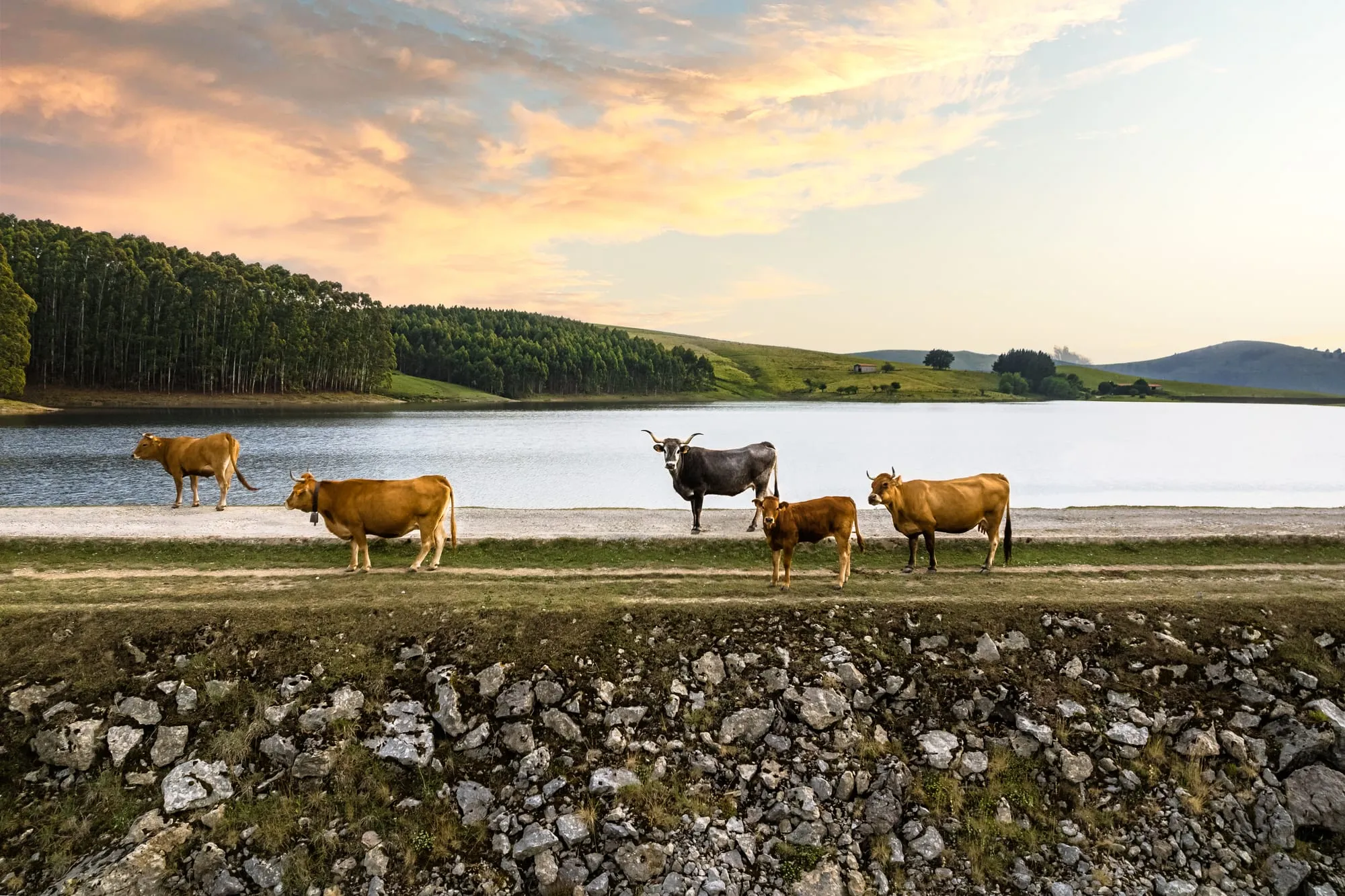 Vacas al borde de un embalse al atardecer, con bosque y prados al fondo