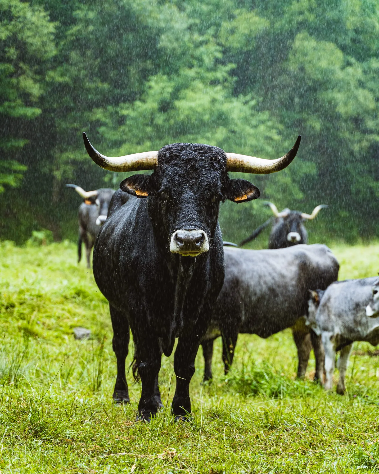 Vaca tudanca negra de grandes cuernos mira a cámara bajo la lluvia con el resto del rebaño detrás