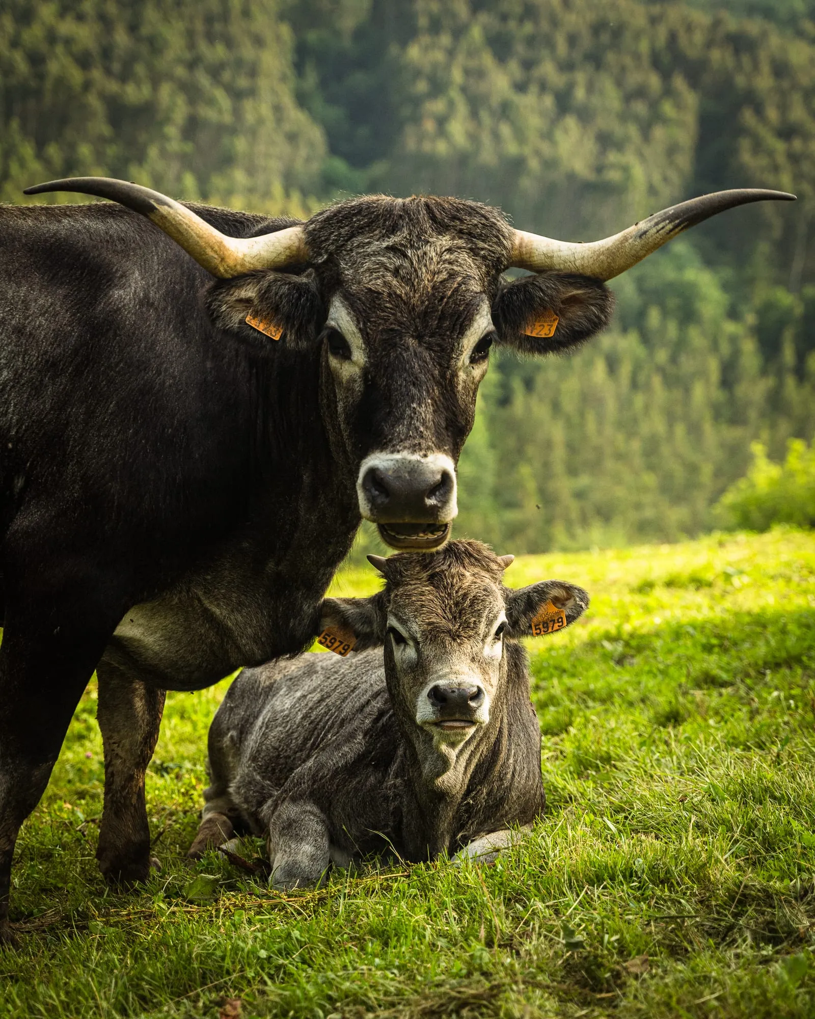 Vaca tudanca de pie junto a su ternero tumbado en la hierba, con el bosque al fondo