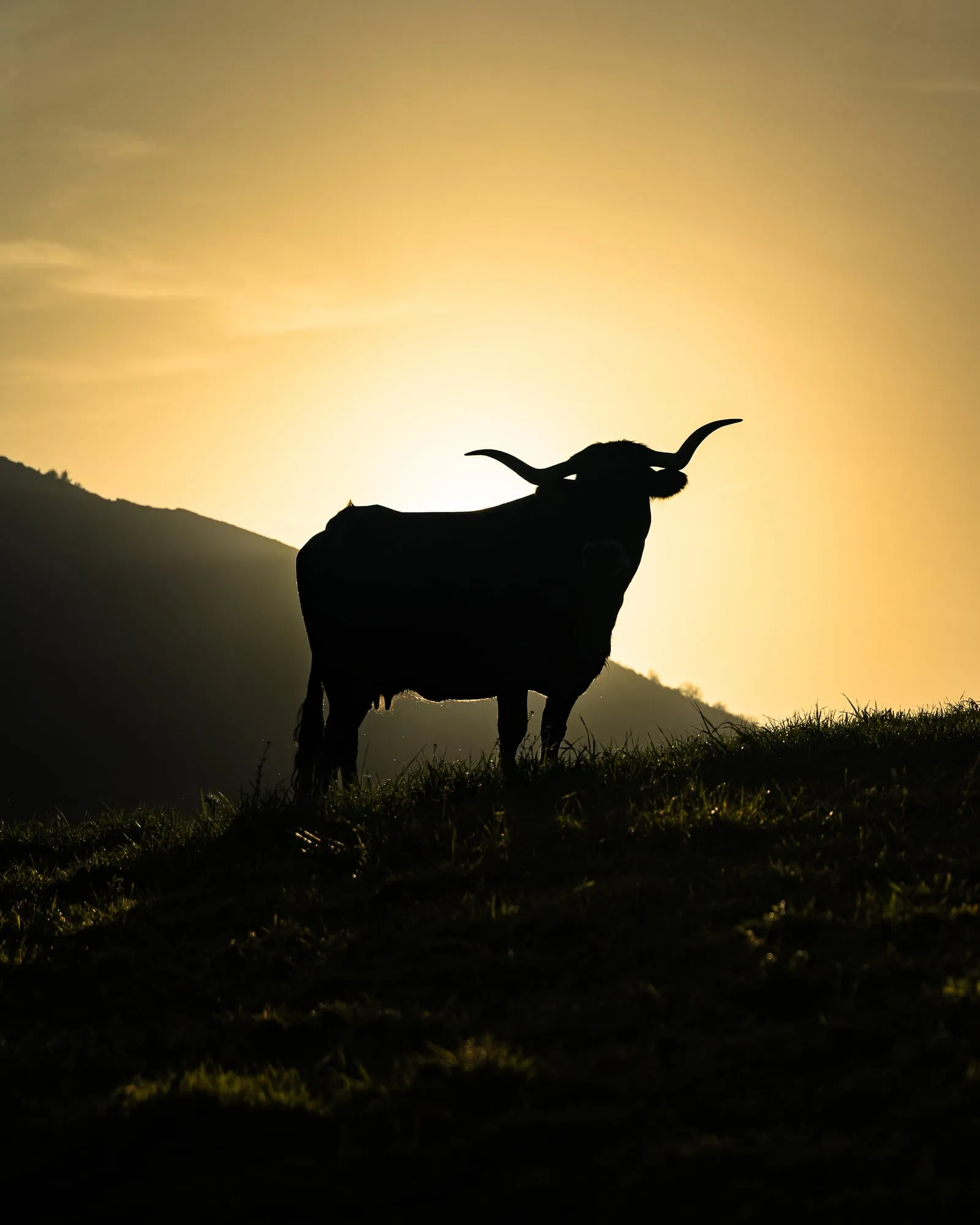 Silueta de una vaca tudanca con sus cuernos a contraluz en lo alto de un prado al atardecer
