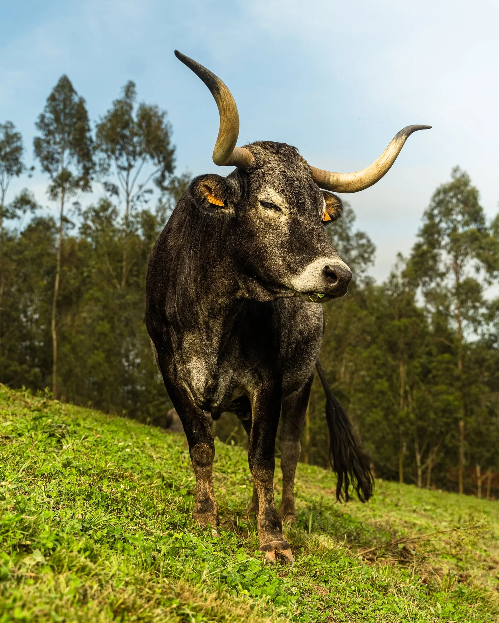 Vaca tudanca de pelaje gris y grandes cuernos mirando a cámara en un prado en pendiente